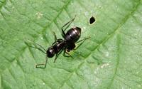 argentine ant