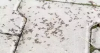 pavement ants