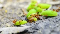 ants carrying a leaf