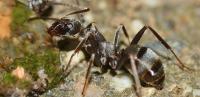 velvety tree ant