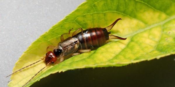 Earwig on Leaf