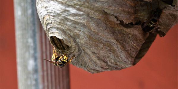 Wasp Nest